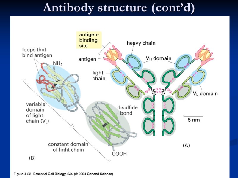 Antibody structure (cont’d)